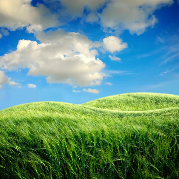 Зеленое поле с небом — стоковое фото