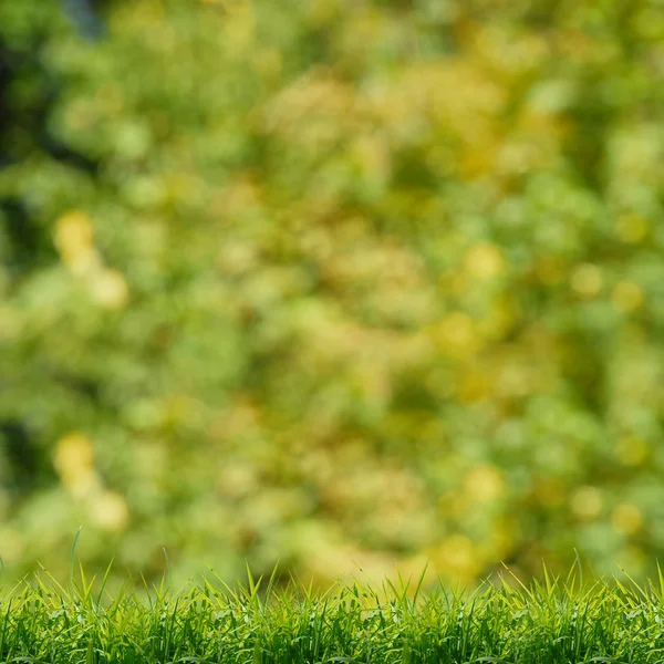 Yeşil zemin üzerine yeşil çim — Stok fotoğraf