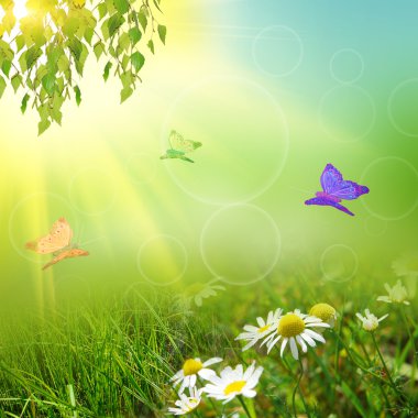 sammer doğa backgroung