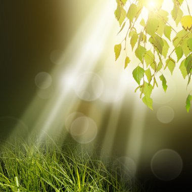 arka planı yeşil ağaç yapraklar