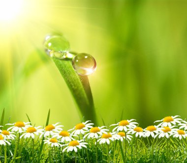 Yeşil arkaplanda su damlası