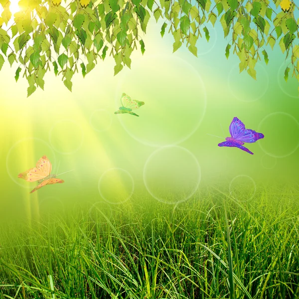 sammer doğa backgroung