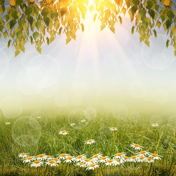 Зеленый фон природы — стоковое фото