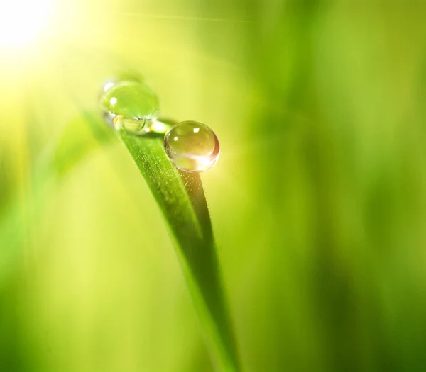 Gota de agua sobre el fondo verde — Foto de Stock