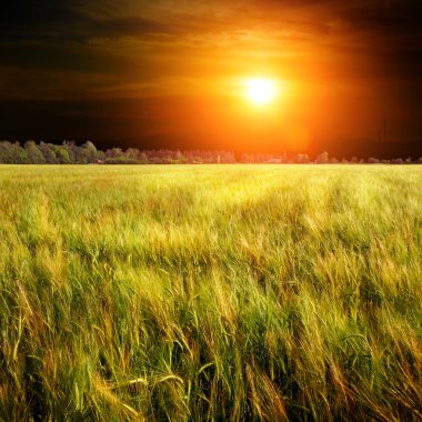 Yeşil doğa arkaplanı