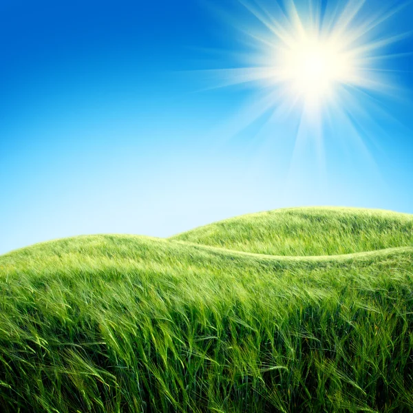 Grönt fält med himlen — Stockfoto
