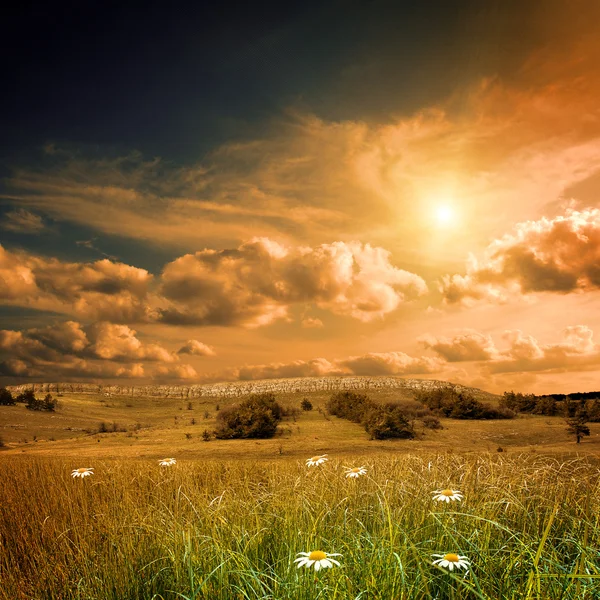 Erba verde sul campo — Foto Stock