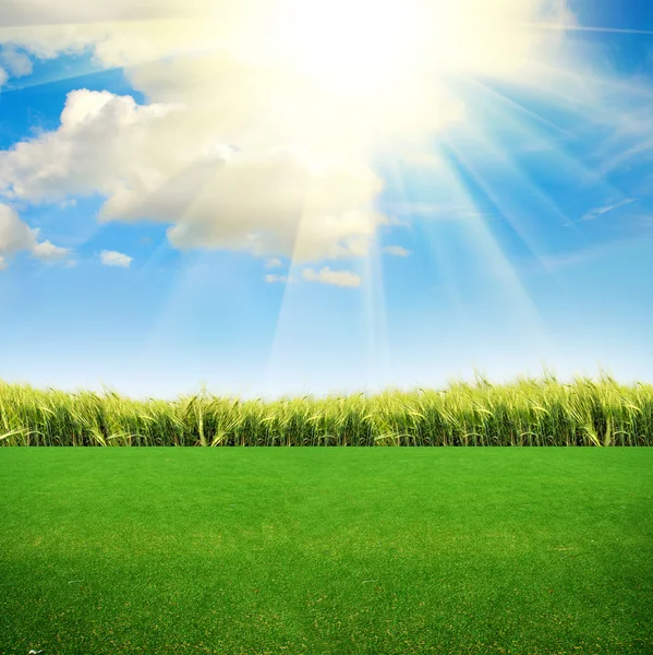 Hierba verde en el campo — Foto de Stock