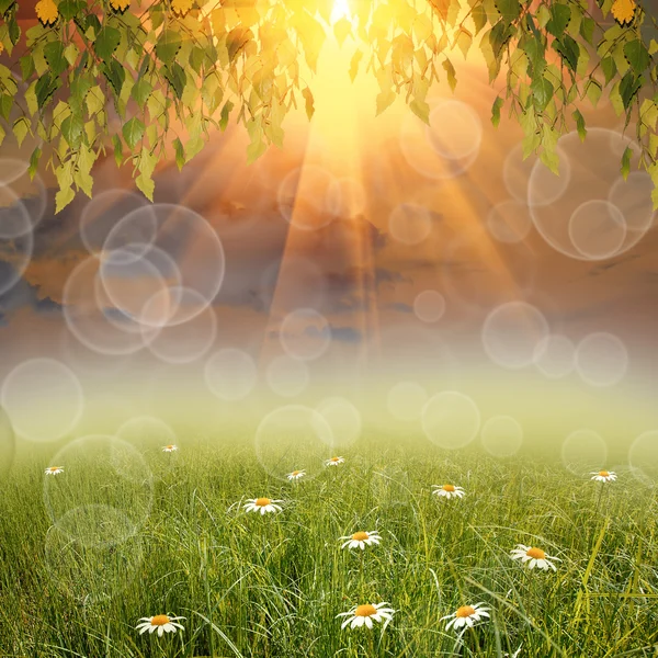 Grön natur bakgrund — Stockfoto