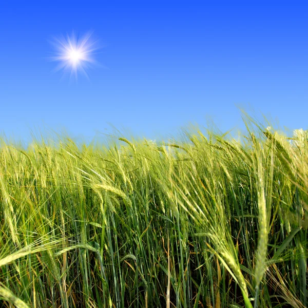 Grüne Wiese unter blauem Himmel — Stockfoto