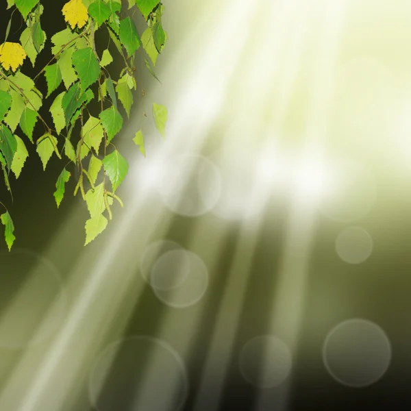 Green tree leafs background — Stock Photo, Image