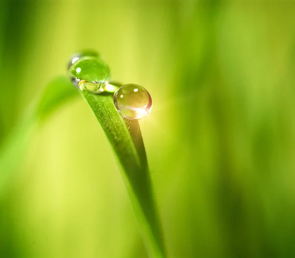 Wassertropfen auf dem grünen Hintergrund — Stockfoto