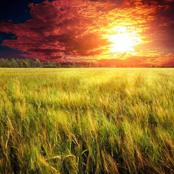 Grön natur bakgrund — Stockfoto