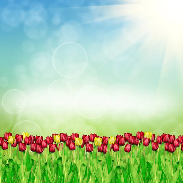 Spring tulips on nature background — Stock Photo, Image