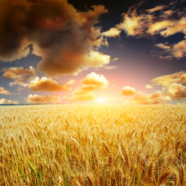 Yellow field with the blue sky — Stock Photo, Image