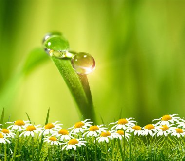 Yeşil arkaplanda su damlası