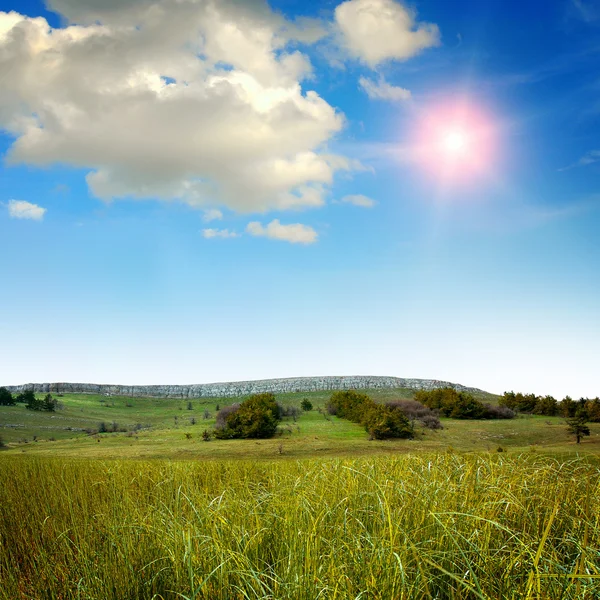 Erba verde sul campo — Foto Stock