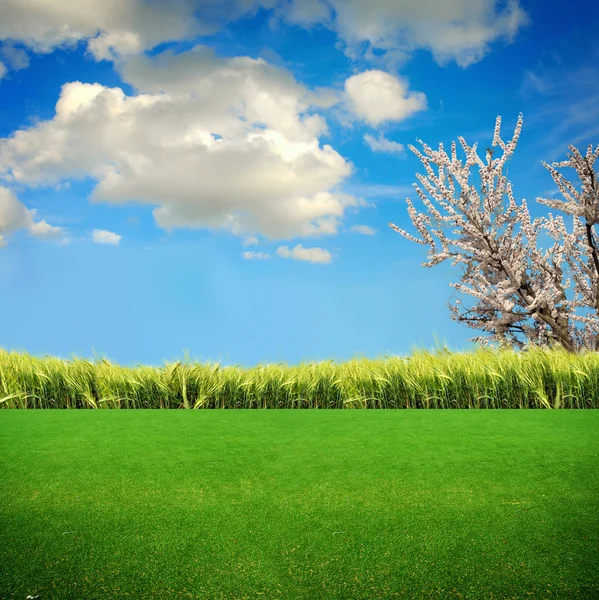 Zielona trawa na polu — Zdjęcie stockowe