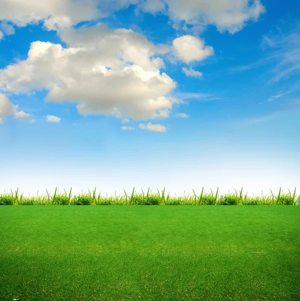 Grönt gräs på fältet — Stockfoto