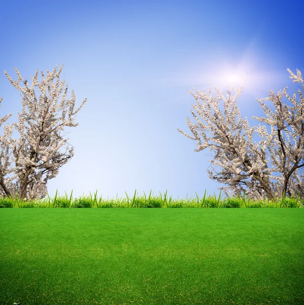 Green grass on the field — Stock Photo, Image