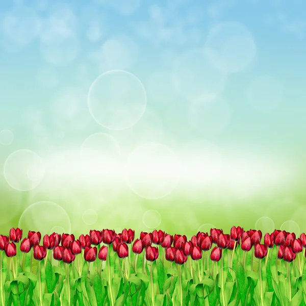 Spring tulips on nature background — Stock Photo, Image