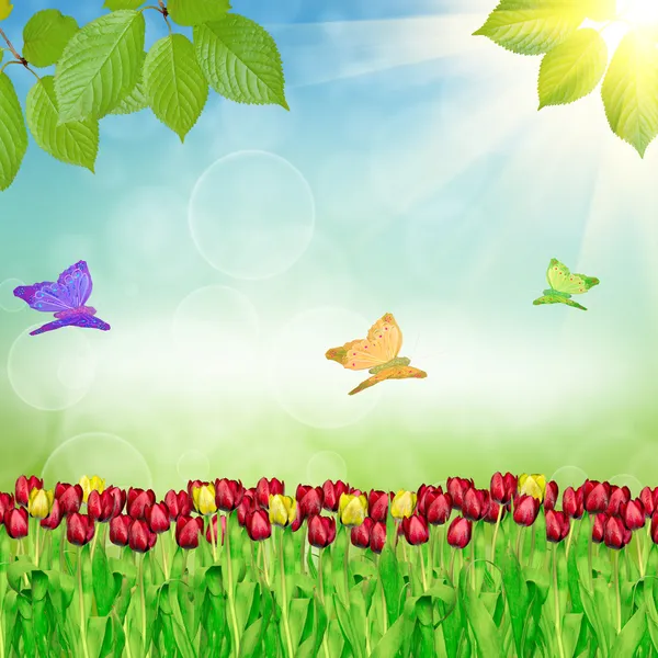 Spring tulips on nature background — Stock Photo, Image