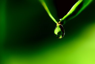 Yeşil arkaplanda su damlası