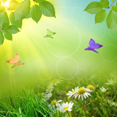 sammer doğa backgroung