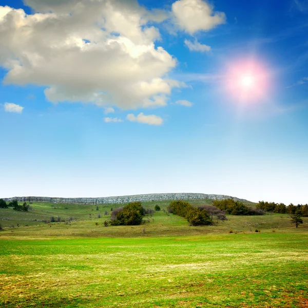 Grünes Gras auf dem Feld — Stockfoto