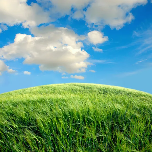 Grönt fält med himlen — Stockfoto