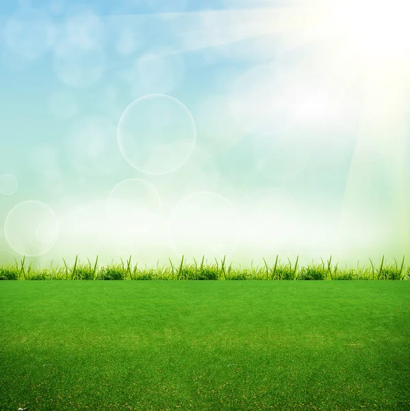 Green grass on the field — Stock Photo, Image