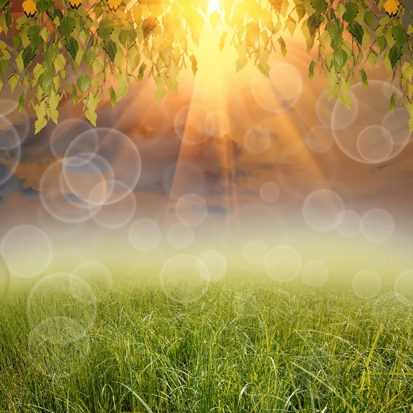 Groene natuur achtergrond — Stockfoto