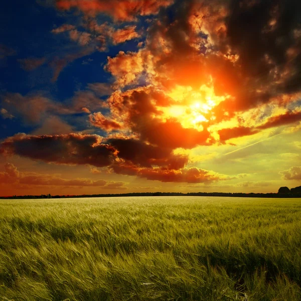 green field at sunset