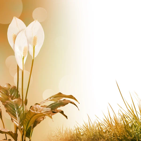 Witte bloemen op de groene achtergrond — Stockfoto