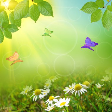 sammer doğa backgroung