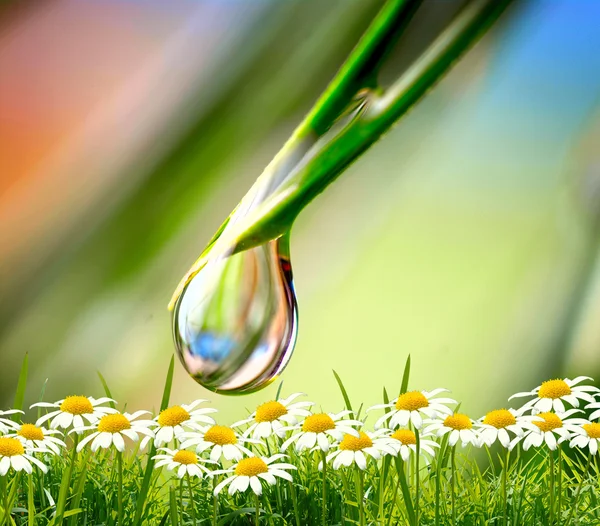 Goccia d'acqua sullo sfondo verde — Foto Stock