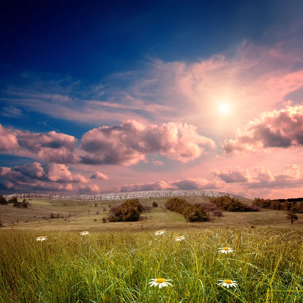 Erba verde sul campo — Foto Stock