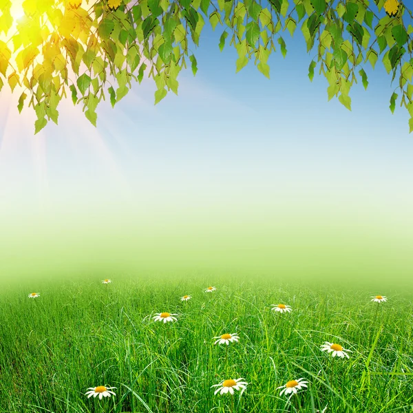 Green nature background — Stock Photo, Image