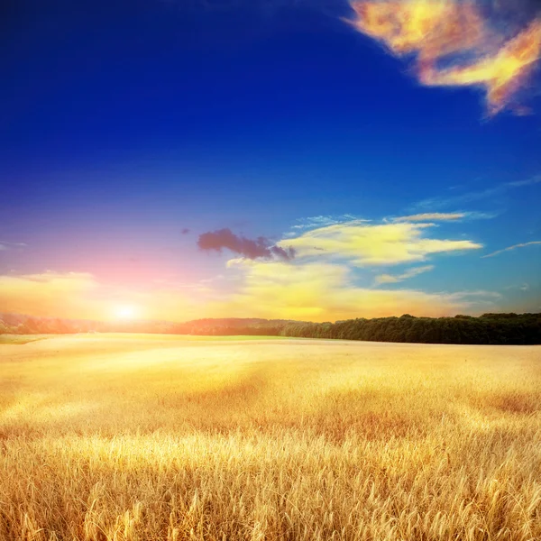 Yellow field eith sky — Stock Photo, Image