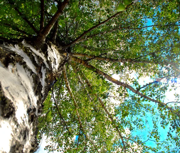 Le bouleau au ciel bleu — Photo