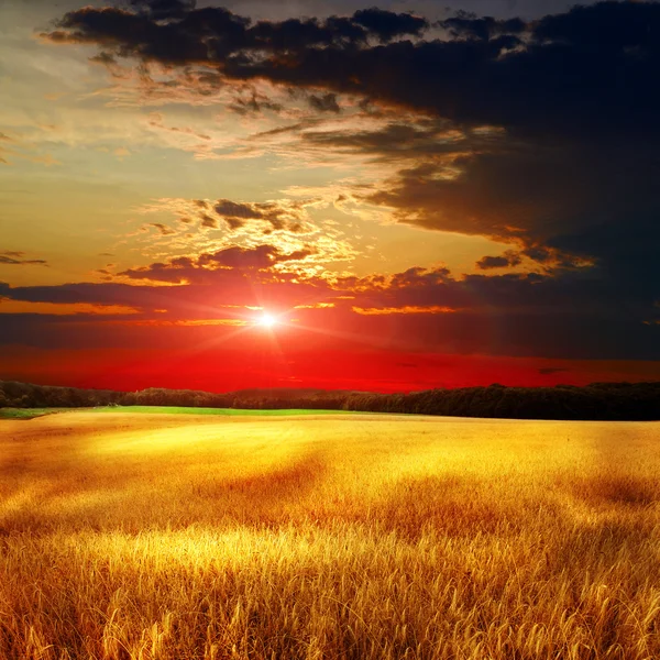 Yellow field eith sky — Stock Photo, Image