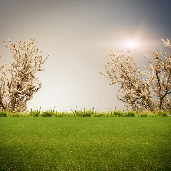 Green grass on the field — Stock Photo, Image