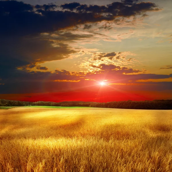 Yellow field eith sky — Stock Photo, Image