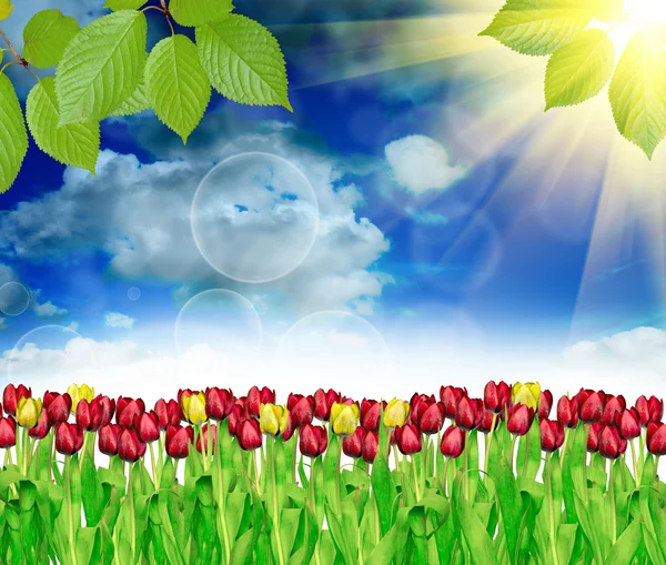 doğa arka plan bahar laleler