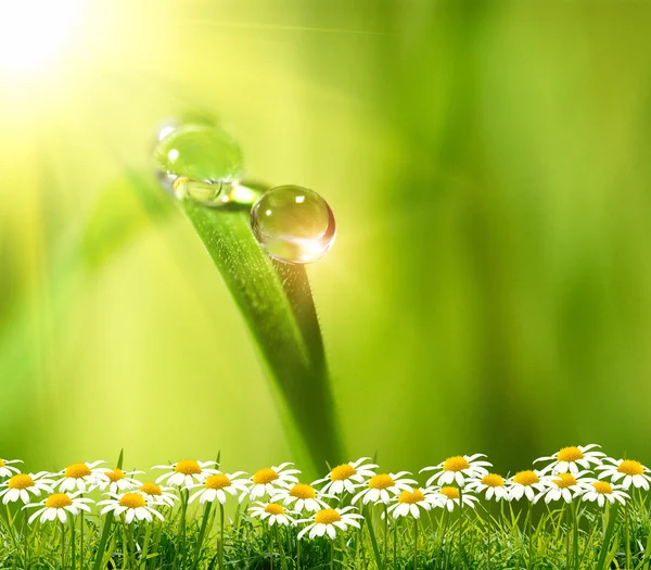 Yeşil arkaplanda su damlası