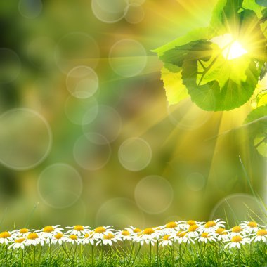 Yeşil Yaz doğa arka plan