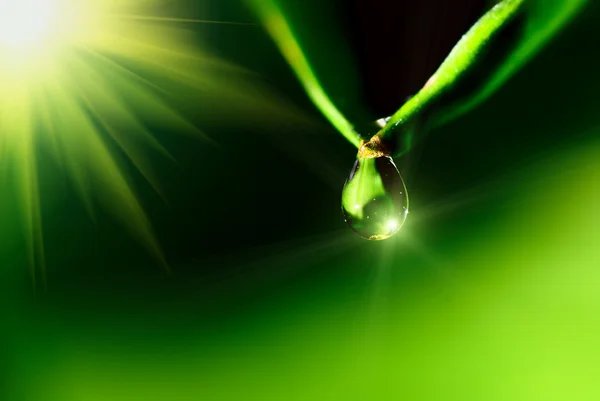 Waterdruppel op de groene achtergrond — Stockfoto