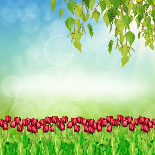 Spring tulips on nature background — Stock Photo, Image