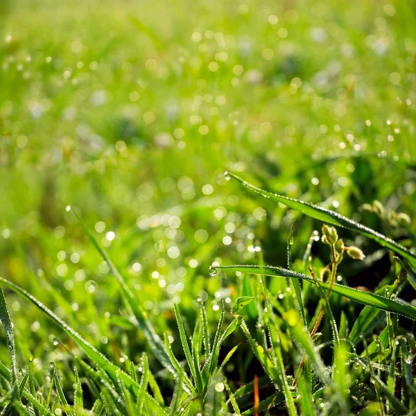 Green summer nature background — Stock Photo, Image