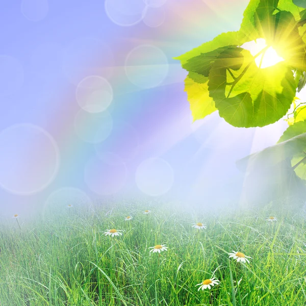 Gröna sommaren natur bakgrund — Stockfoto